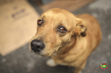 Câmara aprova Campanha Dezembro Verde - Não ao Abandono de Animais