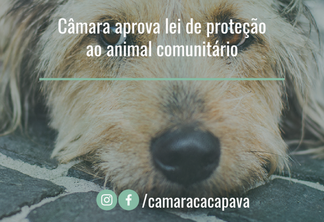 Câmara aprova lei de proteção ao animal comunitário